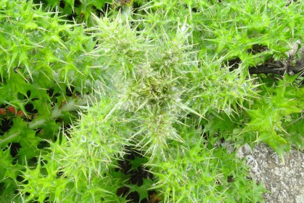 Echinops-spinosissimus_02