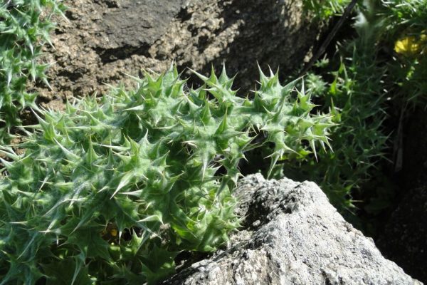 Echinops-spinosissimus_04