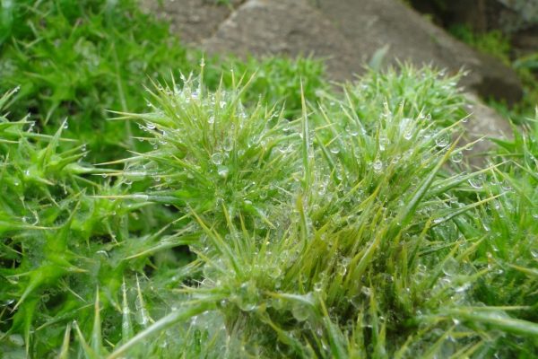 Echinops-spinosissimus_06
