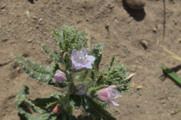 Echium-rauwolfii_03-rotated