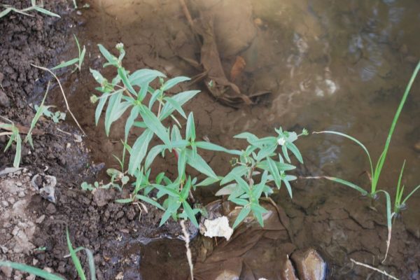 Eclipta-prostrata_13