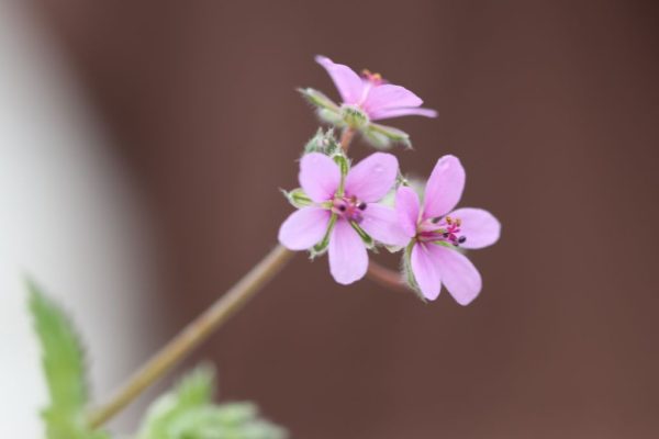 Erodium-malacoides_01