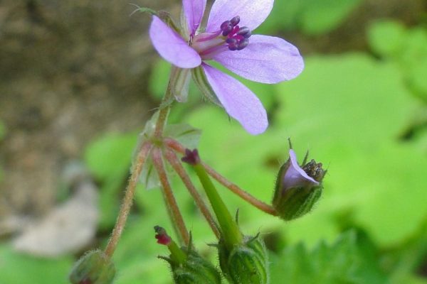 Erodium-malacoides_02