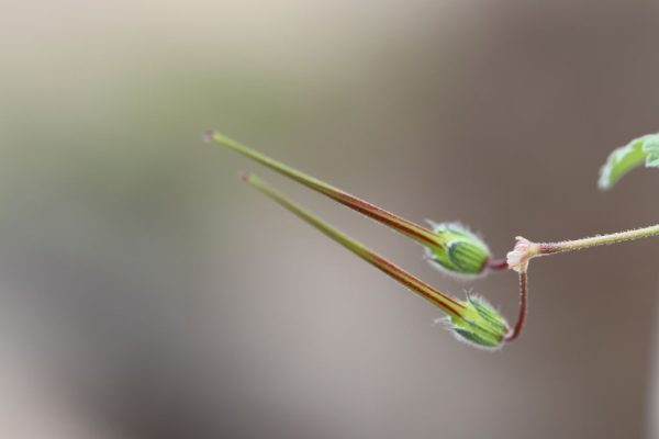 Erodium-malacoides_04