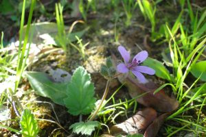 Erodium-malacoides_05
