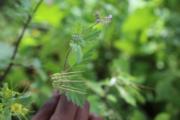 Erodium-malacoides_07