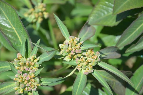 Euphorbia-heterophylla_01