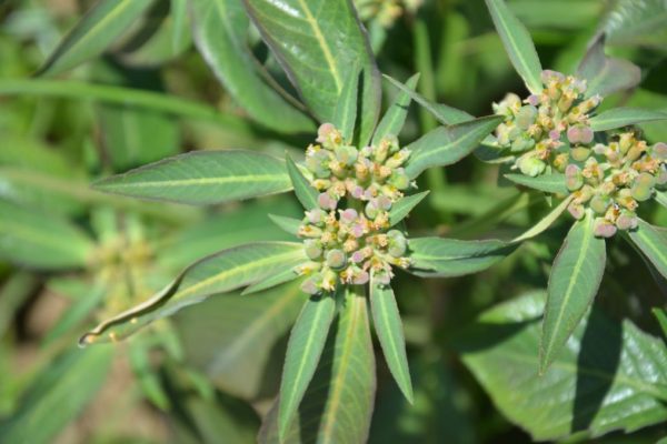 Euphorbia-heterophylla_02