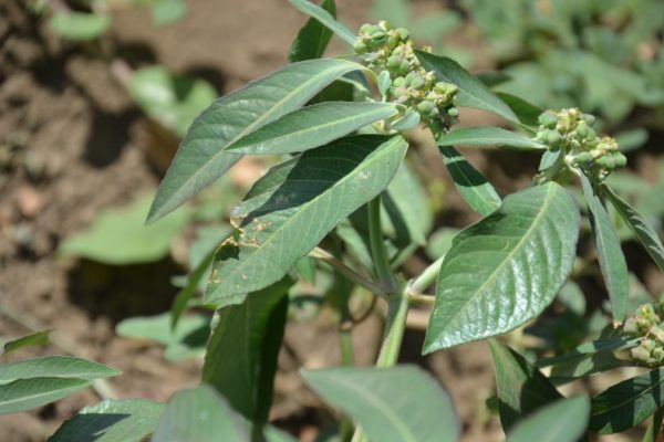 Euphorbia-heterophylla_03