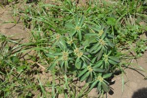 Euphorbia-heterophylla_04