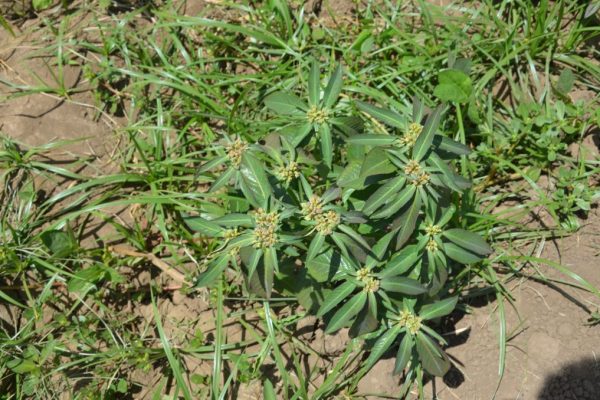 Euphorbia-heterophylla_04