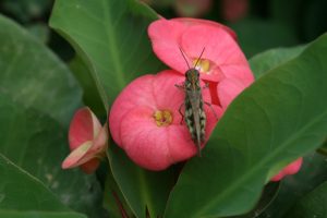 Euphorbia-milii_01-1