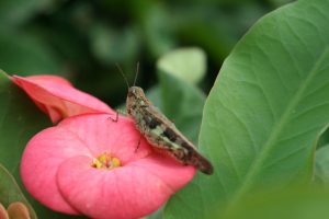 Euphorbia-milii_02