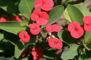 Euphorbia-milii_03
