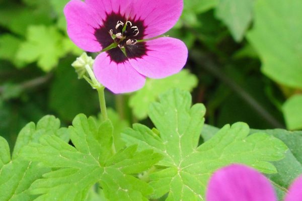 Geranium-trilophum_01