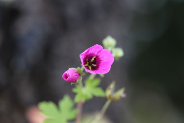 Geranium-trilophum_03