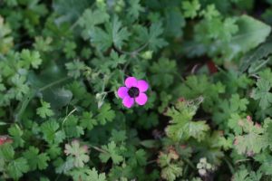 Geranium-trilophum_04