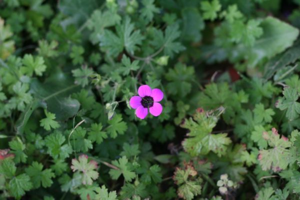 Geranium-trilophum_04
