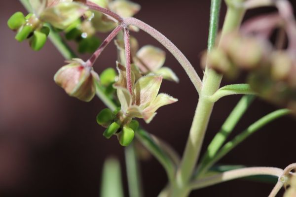 Gomphocarpus-fruticosus_03
