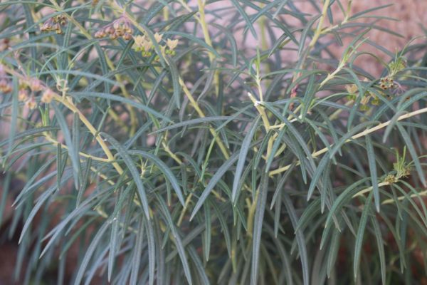Gomphocarpus-fruticosus_05