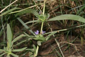 Hygrophila-auriculata_01-1