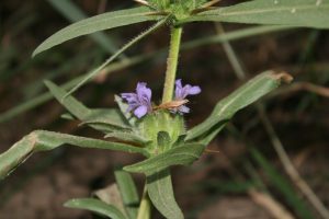 Hygrophila-auriculata_02
