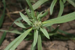 Hygrophila-auriculata_03