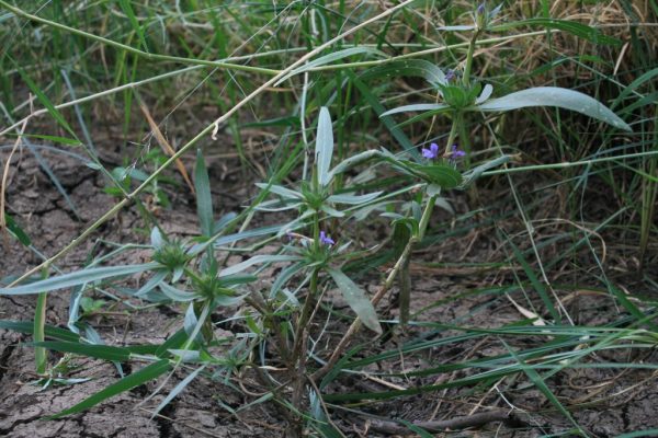 Hygrophila-auriculata_04
