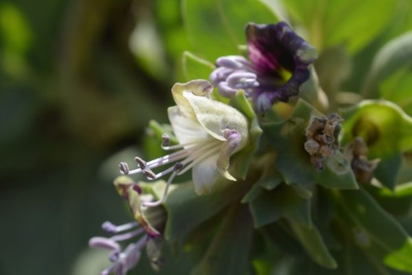 Hyoscyamus-muticus_03
