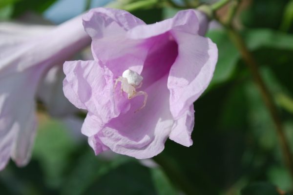 Ipomoea-carnea_03