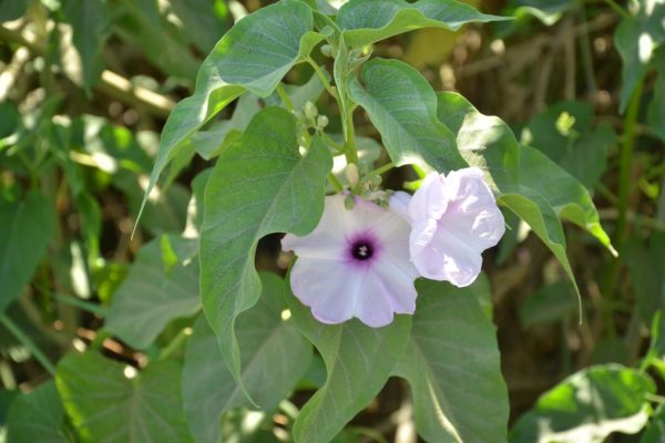 Ipomoea-carnea_04