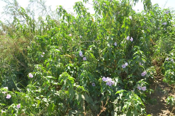 Ipomoea-carnea_05