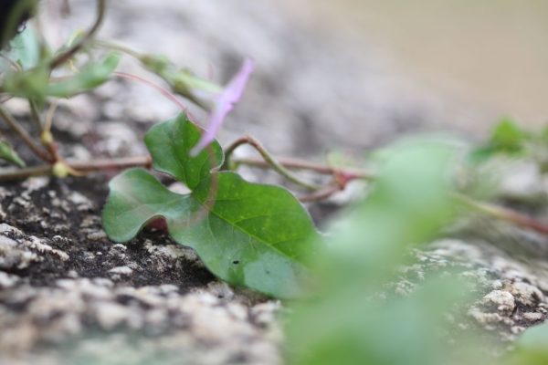 Ipomoea-eriocarpa_02