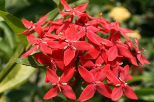 Ixora-coccinea_01