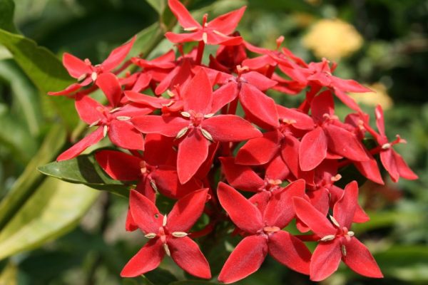Ixora-coccinea_01