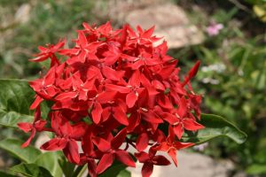 Ixora-coccinea_02