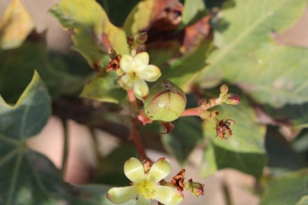 Jatropha-aceroides_01-rotated