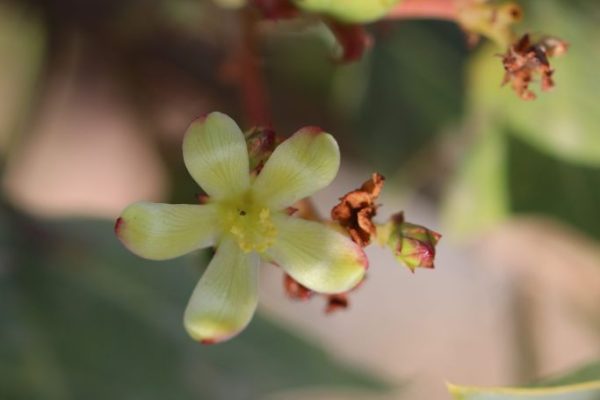 Jatropha-aceroides_02-rotated