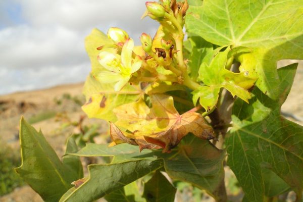 Jatropha-aceroides_03