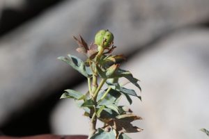 Jatropha-aceroides_04