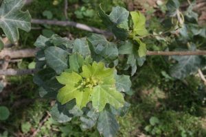 Jatropha-aceroides_05
