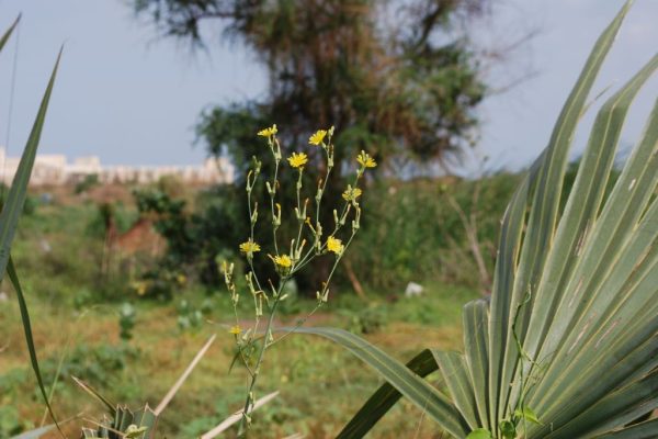 Lactuca-taraxacifolia_01