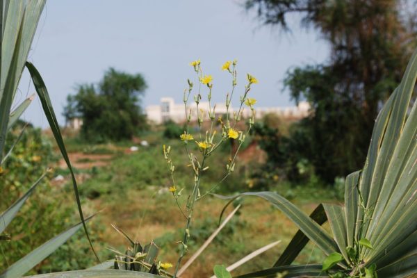 Lactuca-taraxacifolia_02