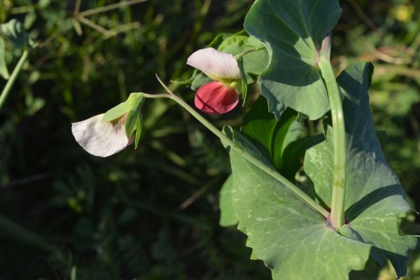 Lathyrus-oleraceus_01-1