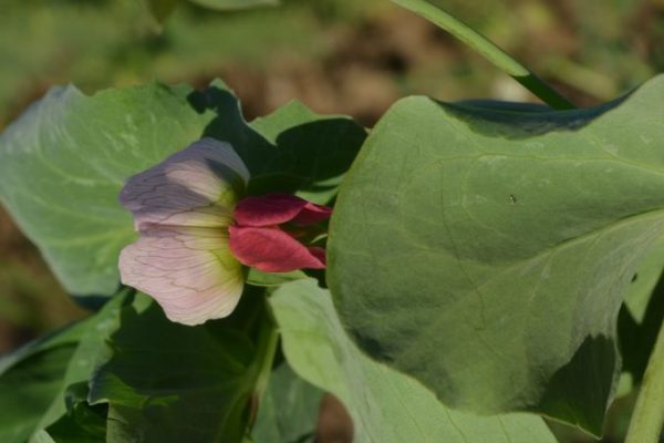 Lathyrus-oleraceus_02-rotated