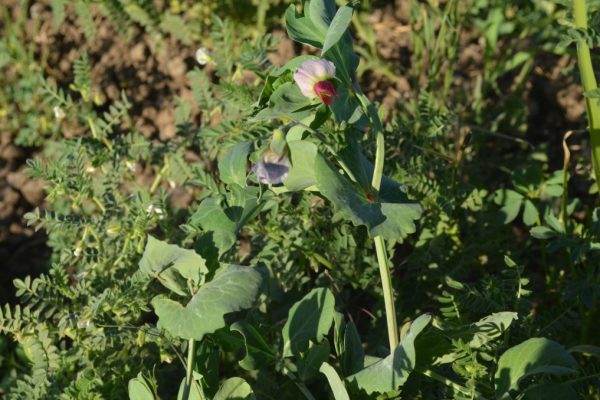 Lathyrus-oleraceus_03