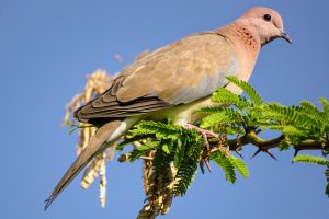 Laughing_dove_-_Vadodara_2022-01-28