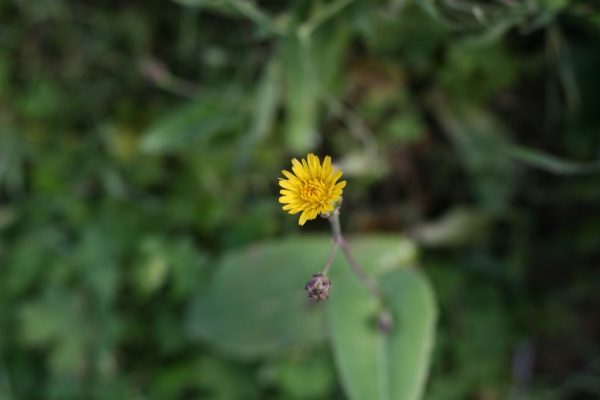 Launaea-mucronata_03
