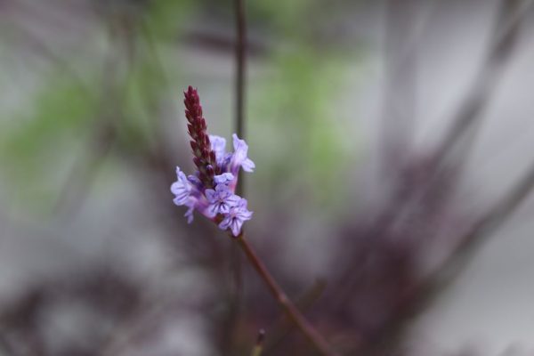 Lavandula-coronopifolia_01-1