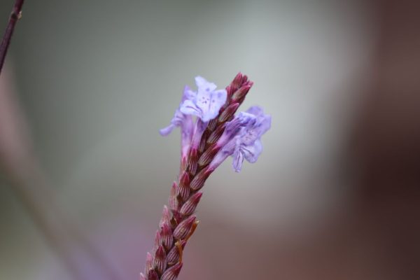 Lavandula-coronopifolia_02-1